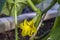 Bloom of the fruit of the common cucumber. yellow flower on the body of a small cucumber