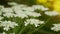 Bloom giant hogweed Heracleum mantegazzianum flower blossom cartwheel-flower, western honey bee flying insects blooming