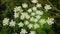 Bloom giant hogweed Heracleum mantegazzianum flower blossom cartwheel-flower, western honey bee flying insects blooming