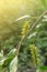 Bloom of hanging earrings on willow tree branches under sunlight, nature blooming season, closeup of Salix caprea seeds