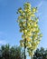 Bloom head of a Yucca plant with open blossoms and blue sky