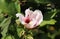 Bloom of hibiscus