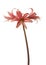 Bloom hippeastrum  amaryllis