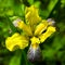 Bloom of Hungarian iris Iris variegata