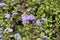 Bloom of lavender colored Ageratum houstonianum