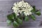 Bloom and leaves of elderflower on wooden board. Elderberry flower. The flowers and berries are used most often