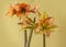 Bloom mini yellow and  red Amaryllis Hippeastrum Sonatini  and orange Amaryllis Mocca
