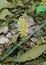 The bloom of a parasitic plant Conopholis americana- also known as Bear Corn- rises from the forest floor