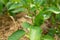 A bloom pepper plant with white flowers and green leaves, selective focus. Green bell pepper bush during the beginning