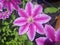 bloom pink clematis flower in polish garden
