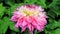 Bloom Pink Dahlia Colorful Of Summer