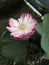 Bloom pink lotus flower