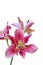 Bloom of pink Oriental Lily flowers, isolated on white background, clipping path