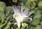 Bloom of the powder-puff tree, Barringtonia racemosa, on the Big Island, Hawaii.