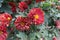 Bloom of red and yellow semidouble Chrysanthemums in October