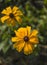 Bloom of Rudbeckia or rudbekia fulgida, Goldstrum, yellow orange coneflower