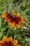 Bloom of Rudbeckia or rudbekia fulgida, Goldstrum, yellow orange coneflower with beauty green grasshopper in garden