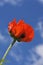 Bloom of scarlet poppies