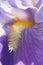 Bloom, season, yellow, spring, beautiful, plant, nature, iris, streaks of light, streaks, macro, flower, pollen, abstract