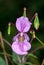 Bloom and seed pods of the Himalayan Balsam