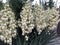 Bloom Spanish Bayonet Yucca flowers on tree, Closeup white yucca filamentosa bush flowers, Blossom white flowers needle