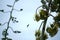 Bloom spike on an agave plant