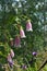 Bloom in summer. Beautiful spotted bellflower grows in small garden on the balcony. Nature in home