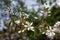 Bloom of tree Amelanchier