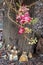 A bloom of the tropical cannonball tree  in Buddhist temple