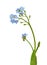 Bloom of  True forget-me-not isolated