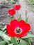 bloom tulip plants