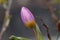 Bloom of the tulip species Tulipa bakeri from Crete