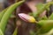 Bloom of the tulip species Tulipa bakeri from Crete