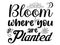 Bloom where you are planted vector typography design