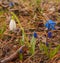 Bloom  white Galanthus snowdrops and Siberian squill Scilla siberica   in spring