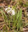 Bloom  white Galanthus snowdrops   in spring