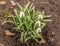 Bloom  white Galanthus snowdrops   in spring day