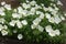 Bloom of white Oenothera speciosa