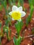 Bloom white tulip in seedbed