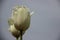 Bloom White Tulips With Murky Gray Sky