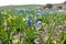 Bloom of wild blue hyacinths near the ruins of Amberd Fortress in spring in Armenia