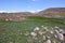 Bloom of wild blue hyacinths near the ruins of Amberd Fortress in spring in Armenia