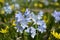 Bloom of wild blue hyacinths near the ruins of Amberd Fortress in spring in Armenia