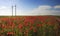 Bloom wild poppies