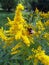 Bloom of yellow Giant Goldenrod