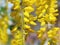 Bloom yellow wisteria background