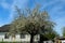 Bloomed apple tree