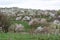 Bloomed apple trees. Nature in Tekeli.