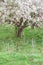 Bloomed apple trees. Nature in Tekeli.