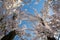 Bloomed cherry trees in Bucharest in the spring time